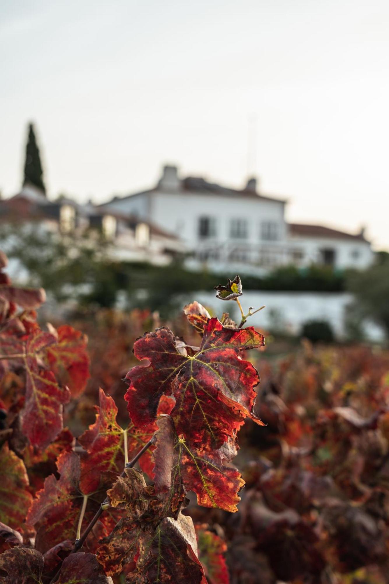 Hotel Casa Palmela - Small Luxury Hotels Of The World, Hotel & Villas Setúbal Extérieur photo
